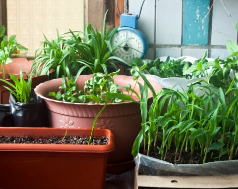 Jak uprawiać zioła w doniczkach? Nie przepłacaj za nie w sklepie