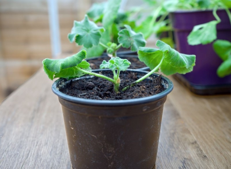 nawóz z ziemniaków do pelargonii