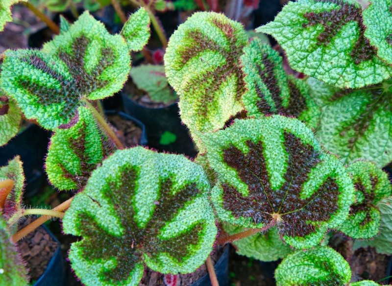 uprawa begonii Masona