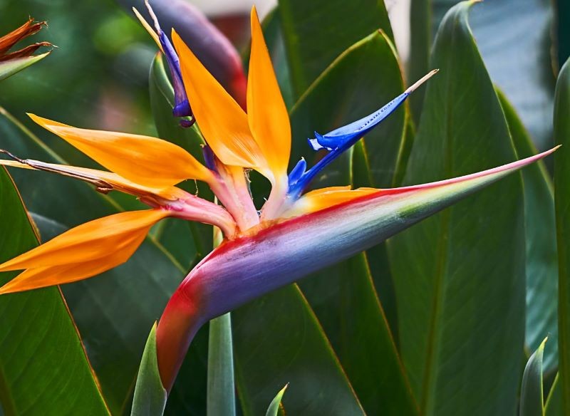 Strelicja może zakwitnąć w warunkach domowych.