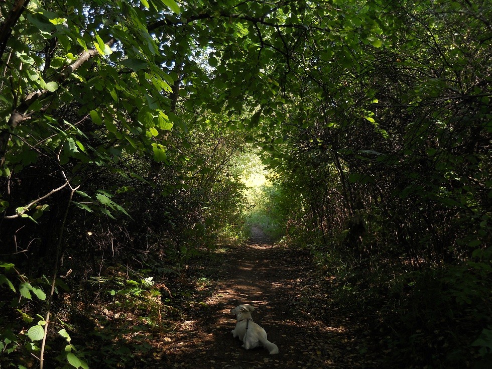 Pozostałe, Uroczysko. Fotoreportaż :) - Ścieżka momentami zmieniała się w ciemny tunel zarośli:)