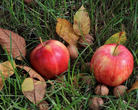 Z klimatem i z pasją: o pierwszej w Polsce kobiecie bacy i permakulturowej uprawie jabłoni