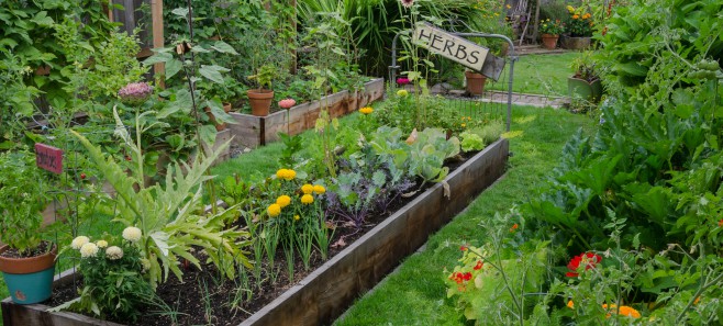 Ogród z ekspertem: Własny warzywnik 