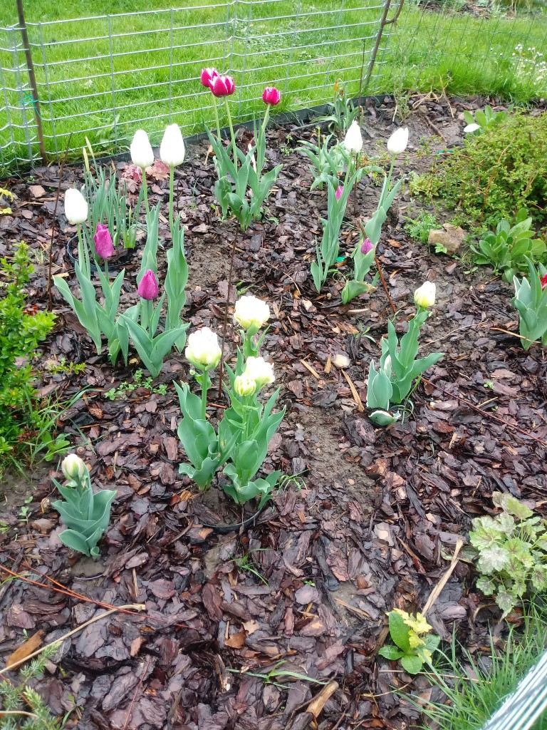 Rośliny, Majowe kwiatki - Tulipanowa rabatka