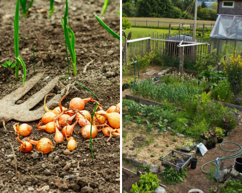 Gdzie najlepiej posadzić cebulę w ogrodzie, by zbierać duże plony? Nie każde miejsce jest odpowiednie