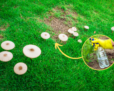 Jak pozbyć się grzybów z trawnika? Skąd się bierze grzyb na trawniku, jak zapobiegać jego powstawaniu?