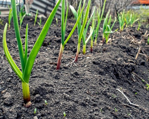 Czym ściółkować cebulę i czosnek na zimę. Ten rodzaj okrycia jest niezawodny