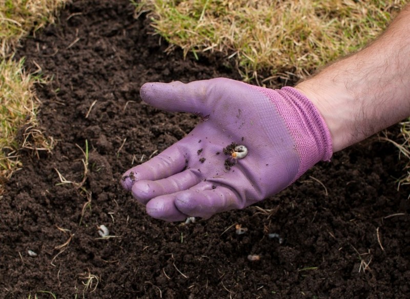jak wykorzystać wykałaczkę do siewek
