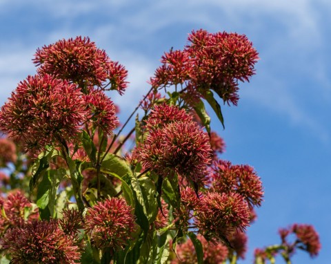 Pachnące kwiaty, duża odporność i minimalne wymagania. Posadź zamiast hortensji