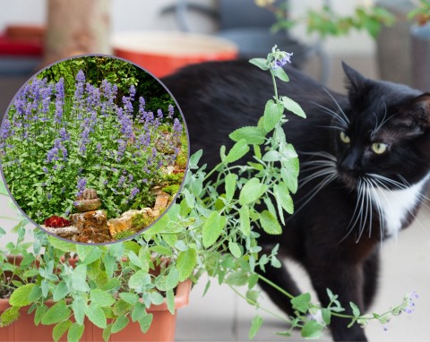 Koty będą omijać twój ogród szerokim łukiem. Dlaczego? Nie lubią zapachu tych roślin