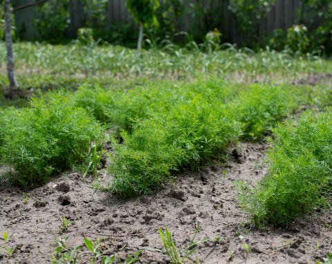 Kiedy i jak siać koper na wczesny zbiór? Kilka najważniejszych zasad uprawy ozimej