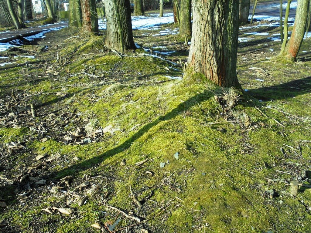 Pozostałe, LUTOWY  DZIEŃ  W  PARKU Mickiewicza - Park Mickiewicza