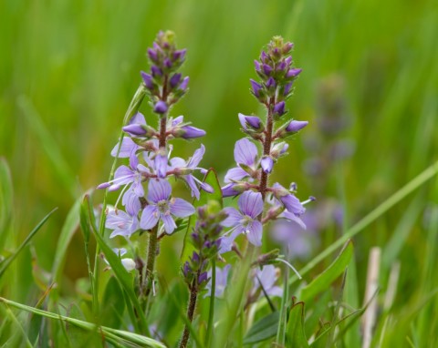 Przetacznik leśny (Veronica officinalis)