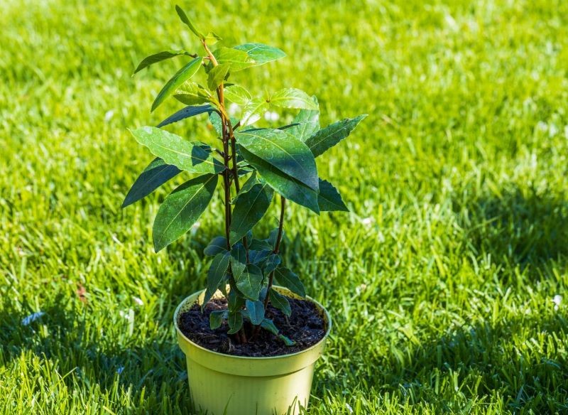 Latem liść laurowy można wystawiać na zewnątrz.