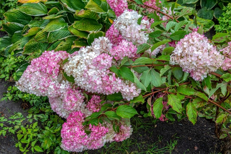 co robić jesienią z hortensjami, które się uginają
