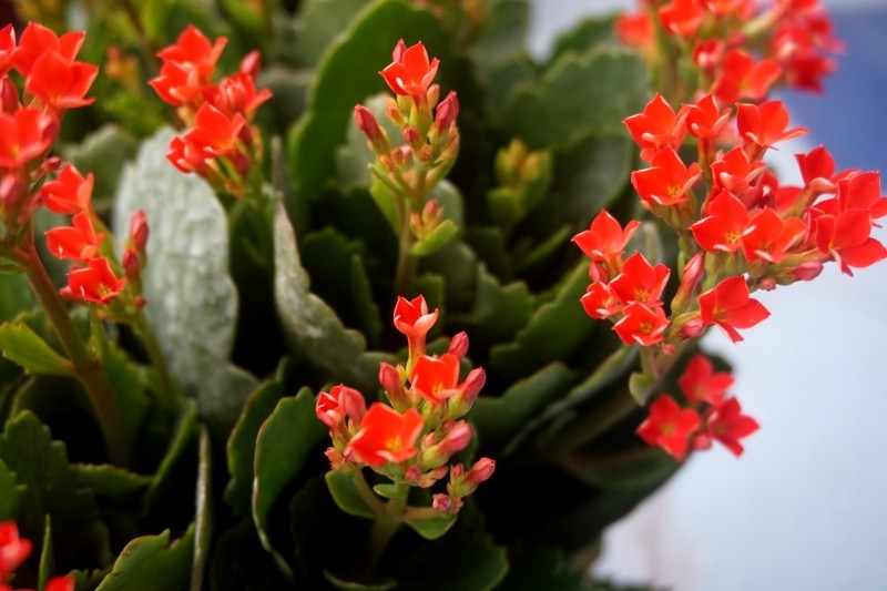 kalanchoe