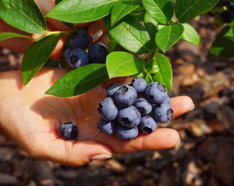 Jedno cięcie, więcej owoców. Jak przycinać borówkę amerykańską w ziemie, żeby lepiej owocowała?