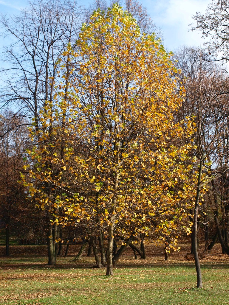 Podróże, Słoneczna listopadowa