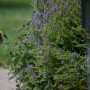 Pozostałe, Letnia galeria - kwiaty kocimiętki już powinny być ścięte ale mają tyle w sobie nasion i nektaru że wciąż są atrakcją dla pszczół i ptaków 