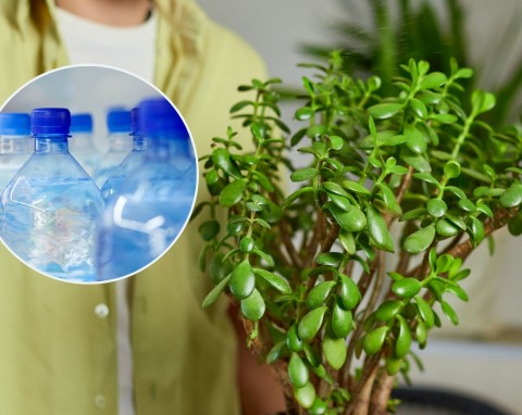 Wykorzystaj plastikową butelkę: sprytny patent na podlewanie  roślin w domu