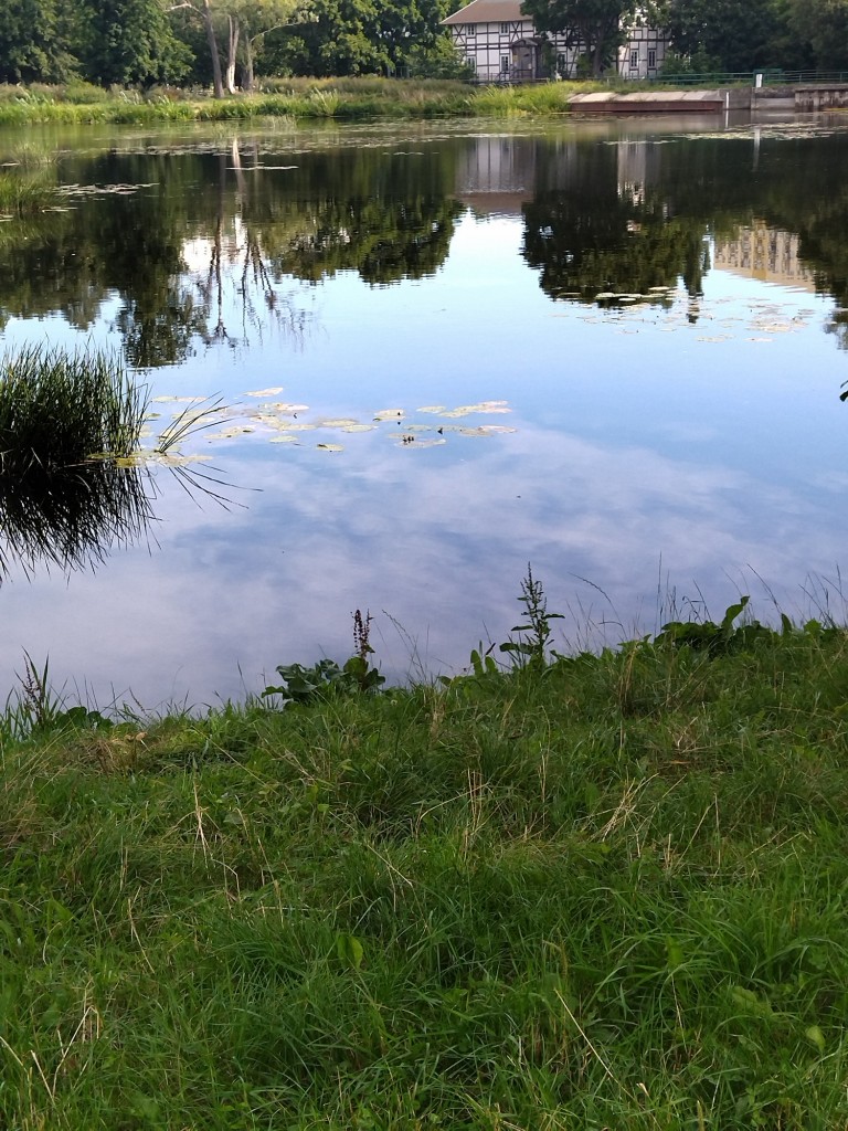 Rośliny, Jeszcze sierpniowa...........wciąż letnia galeria.......... - Lato powoli się kończy................słonka coraz mniej ..................w ogrodzie hortensje wybarwiają się na różowo ....................dojrzałe owoce kuszą .....................borówka już w słoikach ..............idzie jesień ................