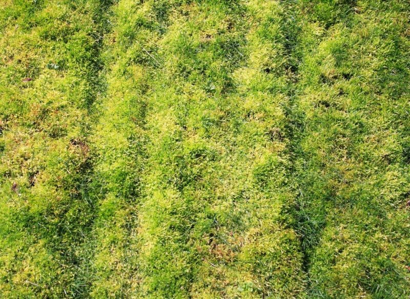 Jak usunąć mech z trawnika bez wertykulacji? 