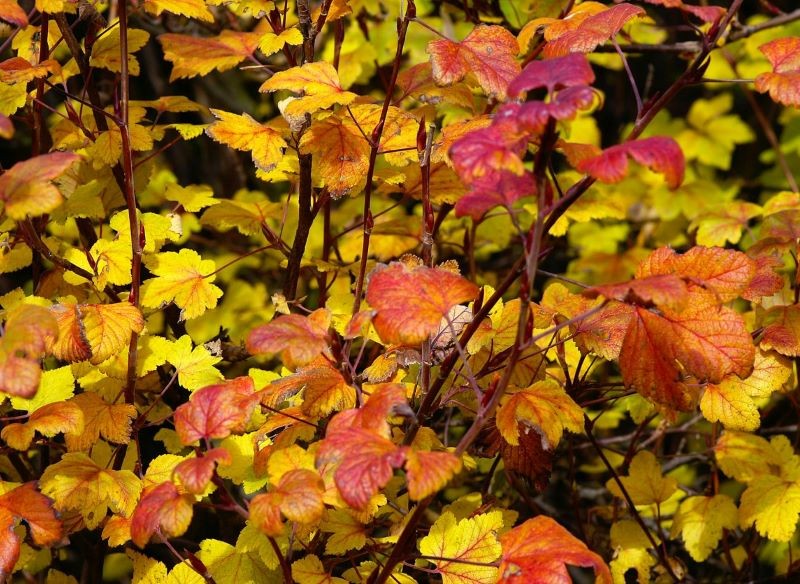 Jesień to dobry czas na pobranie sadzonek zdrewniałych np. z porzeczki.
