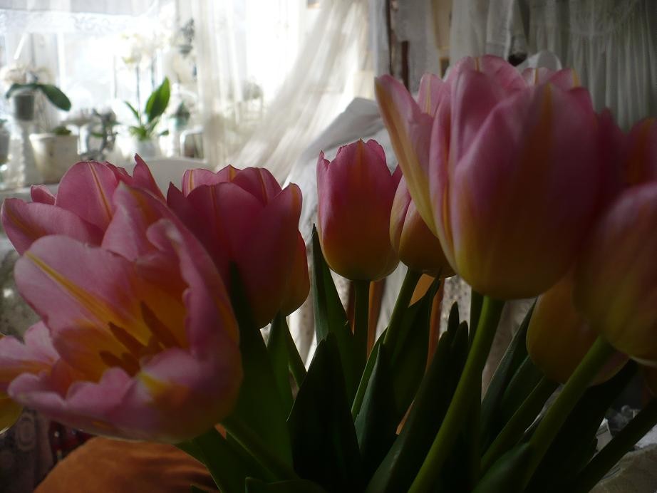 Pozostałe, Marcowa pastelowa galeria ............... - ............i tulipany...........