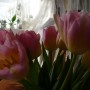 Pozostałe, Marcowa pastelowa galeria ............... - ............i tulipany...........