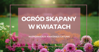 Ogród skąpany w kwiatach. Jakie rośliny kwitnące warto posadzić?