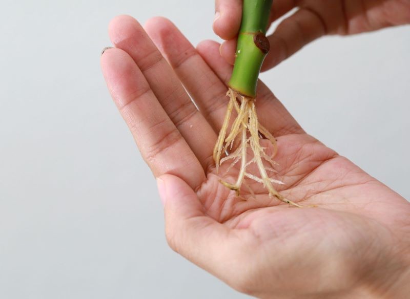Podczas rozmnażania roślin na własną rękę ukorzeniacz często okazuje się niezbędny.