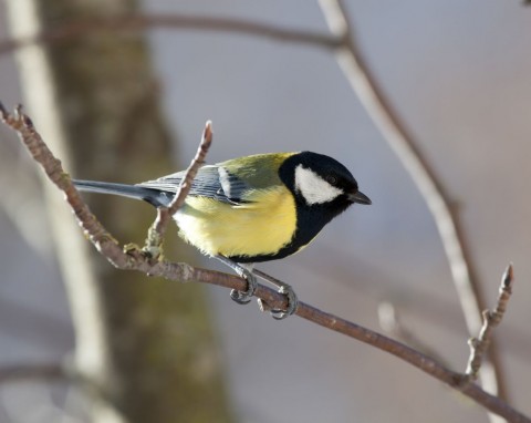 Dlaczego sikorki walczą przy karmniku? W prosty sposób rozwiążesz problem w ogrodzie