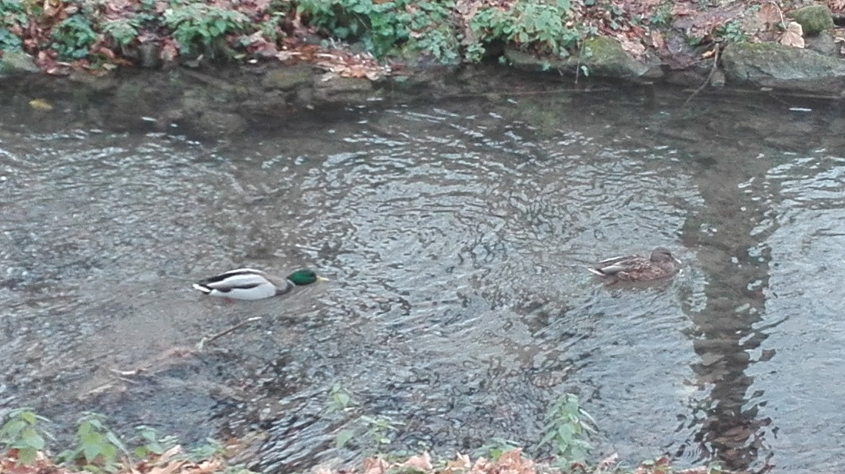 Podróże, Listopadowy park