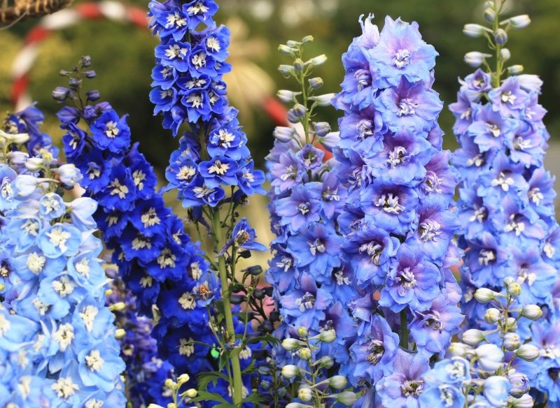 niebieskie kwiaty do ogrodu