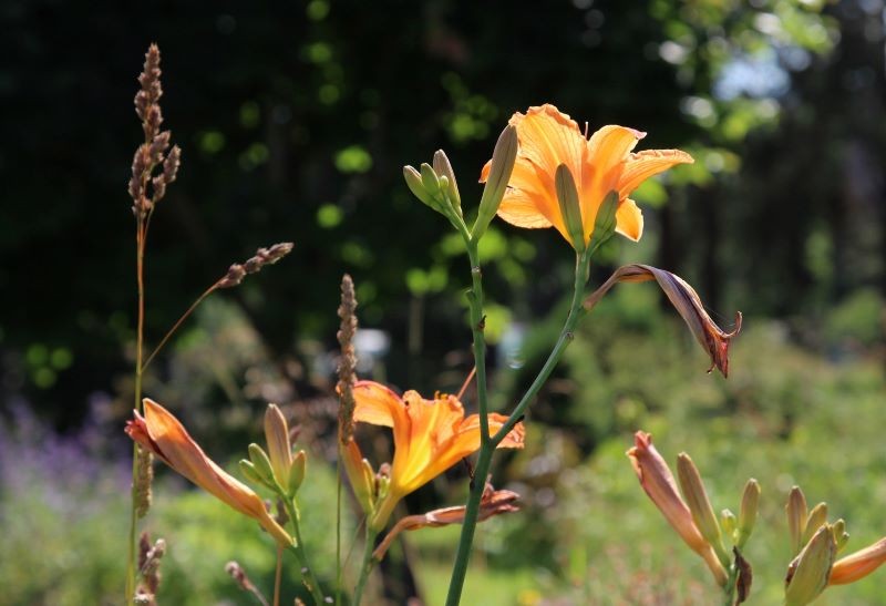 Stare liliowce potrzebują odmłodzenia, by znów obficie zakwitły.