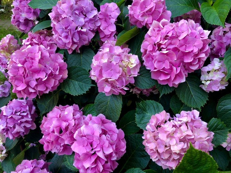 Warto zatroszczyć się o hortensje po posadzeniu, by zagwarantować ich długie i bujne kwitnienie.