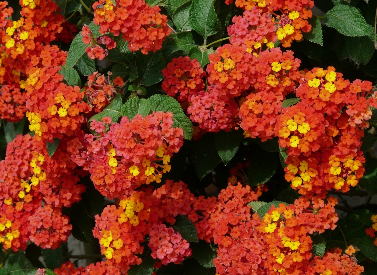 lantana