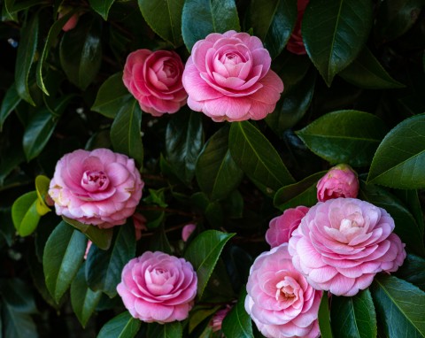 Elegancka konkurentka róży kwitnie od zimy do wiosny. Ma wiele pięknych odmian i zimozielone liście