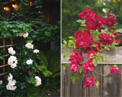 Najlepsze róże pnące na płot. Które odmiany wybrać i jak je pielęgnować?