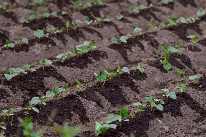 Ogórki najłatwiej siać bezpośrednio do gruntu.