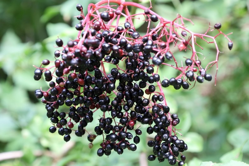 rośliny odstraszające krety i nornice