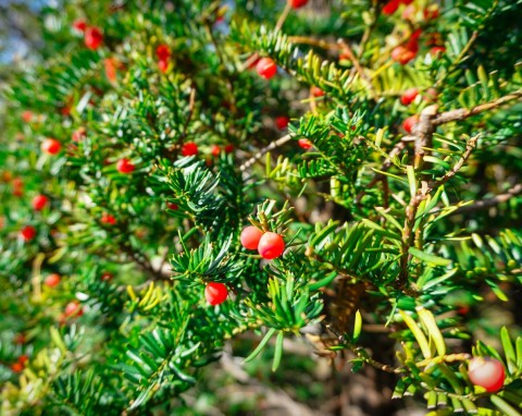 Cis japoński (Taxus cuspidata)