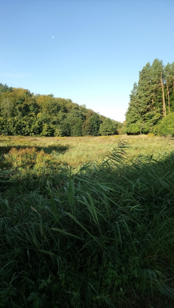 Balkon, Lato na balkonie.............moje datury........... - ...................i leśne klimaty.................