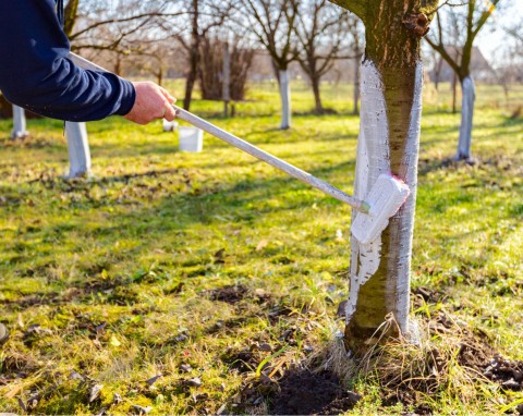 Jak przygotować wiśnie do zimy? Bielenie, podlewanie i ściółkowanie przed mrozami