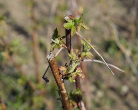 Wsyp do każdego dołka przy sadzeniu malin w listopadzie. Krzewy się przyjmą i bezpiecznie przezimują