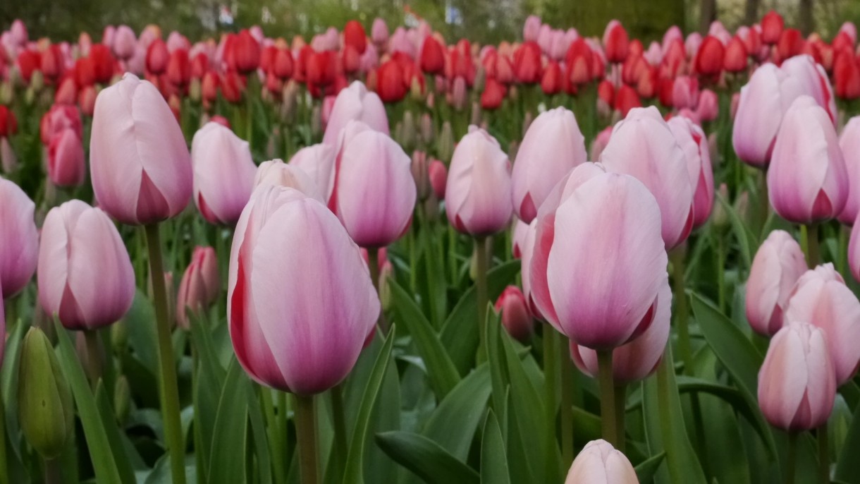 Pozostałe, Keukenhof