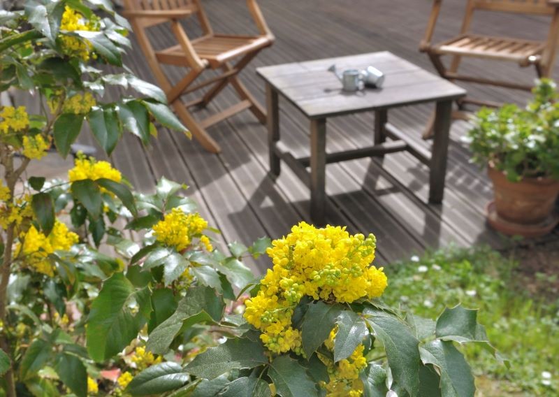 Mahonia pospolita pasuje do każdego ogrodu. Warto posadzić ją w pobliżu tarasu, by zachwycać się delikatnym zapachem jej kwiatów.