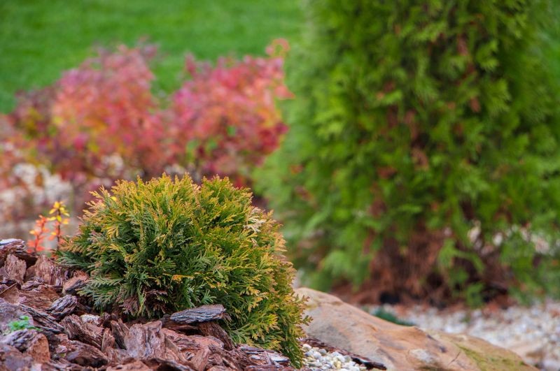 Brązowienie tui może być naturalne, nie zawsze świadczy o poważnych kłopotach.