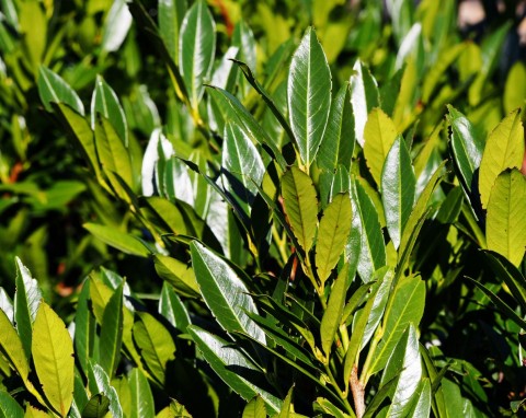 Laurowiśnia wschodnia (Prunus laurocerasus)