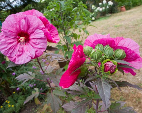 Hibiskus bagienny – czym go podlewać, aby ładnie i długo kwitł?